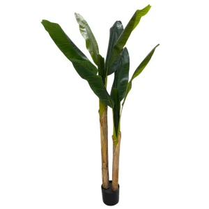 Bananeira 009