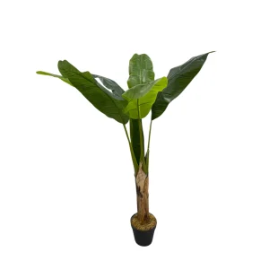 Bananeira 10259